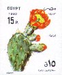 Opuntia sp.
