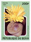 Lithops aucampiae
