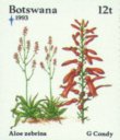 Aloe zebrina