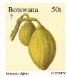 Adansonia digitata: Frucht