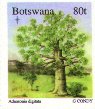 Adansonia digitata: Belaubter Baum
