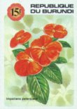 Impatiens petersiana?