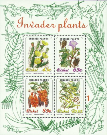 u.a. Opuntia auranflaca