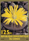 Lithops aucampiae