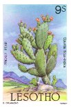 Opuntia ficus-indica