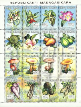 Ipomoea batatas, Dioscorea batatas