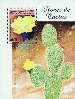 Opuntia gosseliniana var. santa-rita und Opuntia pycnantha var. margaritana