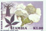 Adansonia digitata