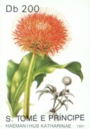 Haemanthus katharinae