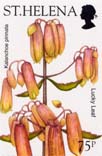 Kalanchoe pinnata