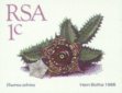 Huernia zebrina