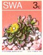 Titanopsis schwantesii