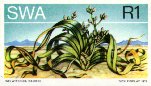Welwitschia bainesii