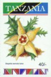 Stapelia lutea