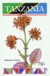 Kalanchoe valutina