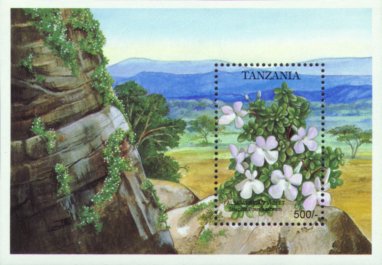 Streptocarpus saxorum