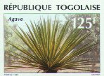Agave sp.