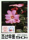 Impatiens sultani?