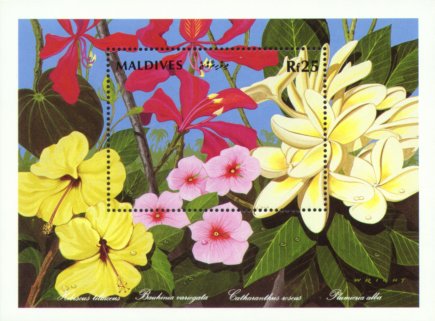 Plumeria alba