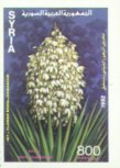 Yucca filamentosa