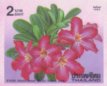 Adenium obesum