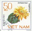 Echinocereus knippelianus