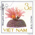 Pelecyphora pseudopectinata