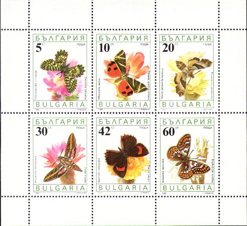 Schmetterlinge auf Kakteenblten