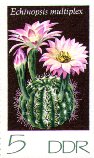 Echinopsis multiplex