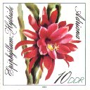 Epiphyllum Hybr. Adriana