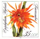 Epiphyllum Hybr. Feuerzauber