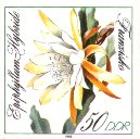 Epiphyllum Hybr. Franziska