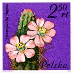 Cylindropuntia fulgida