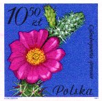 Cylindropuntia spinosior