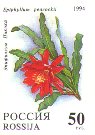 Epiphyllum peacockii