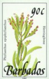 Phyllanthus epiphyllanthus