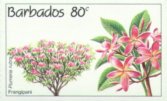 Plumeria rubra, Plumeria acutifolia