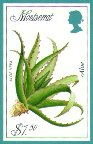 Aloe vera