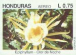 Epilphyllum sp.