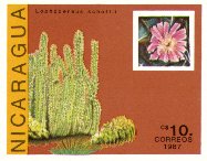 Lophocereus schottii