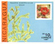 Opuntia acanthocarpa