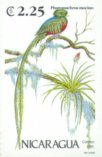 PTillandsia sp.