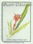Canistrum exigum