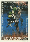 Opuntia galapageia