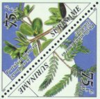 Phyllanthus amarus